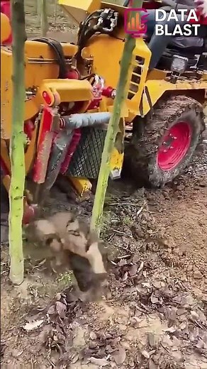 Watch This Tree Get Moved Without Cutting It #shorts