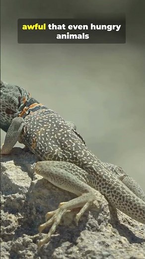 This Lizard Shoots BLOOD From Its Eyes 😳 #animals #shorts