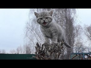Kitten meows on a tree