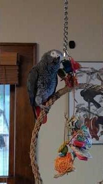 Apollo Talking on the Swing 🦜