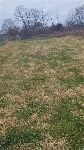 32 reactions | Recall is one of the most important skills you can teach a dog before a dog goes home I like to make sure that we practice at least 200 recalls | Kentucky Canine Coach LLC | Facebook