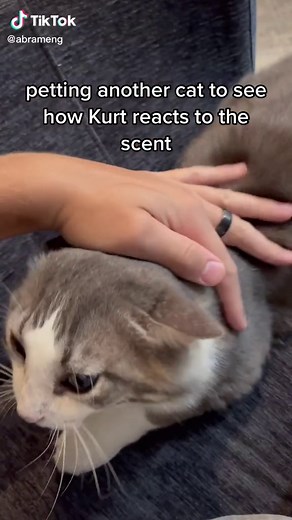 Cat Jealousy: Petting Another Cat Reaction