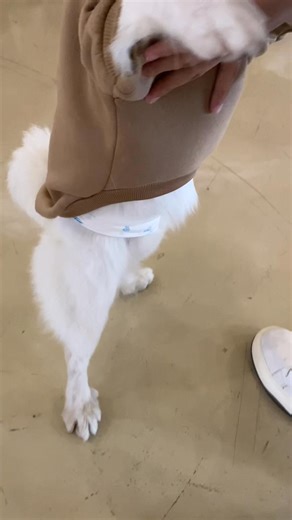 🐾 Handshake Cam moments from the New Year Pet Pawty at NCCC Mall Ma-a! Thank you to all fur parents and pets who joined us 💕 See you at the next NCCC Pet A-Palooza at NCCC Malls! 🎉🐶 #NCCCPetPawty #HandshakeCam #PetA Palooza #NCCCMalls #NCCCMallMaa #PetLovers #FurParents #PawfectMoments #PetEvents #NewYearPetPawty 🐾✨ | NCCC Mall Ma-a