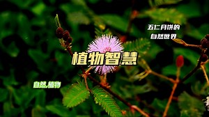植物真的有“智慧”吗？它们是如何感知环境并做出反应的？
