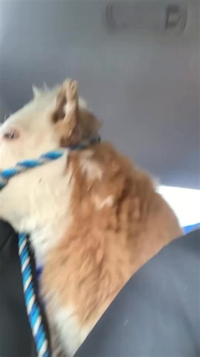 Matthew Milam | Where it all started this was Muffins first car ride I was bringing him home he did so good I just never stopped letting him go... | Instagram