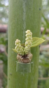 13M views · 10K reactions | "Unlocking Fruit Tree Potential: The Four Main Grafting Techniques" . . . #roots #inner #role #leaf #bloom #agriculture #bud #growth #Explained #tissue #healthy #technology #spring #diversity #booster #germplasm #variation | For Plants | Facebook
