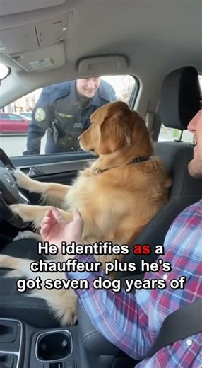 Dog Driving: Is It Discrimination? Police Stop Goes Viral! 🐾