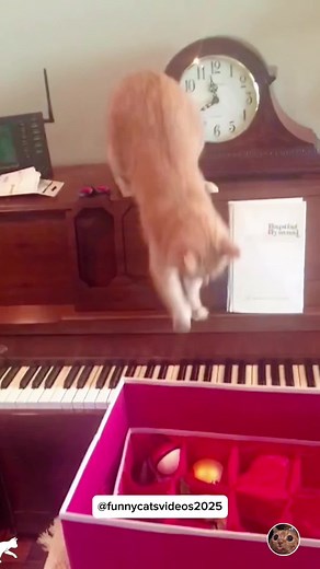 Cats Showcase Impressive Piano Skills in a Hilarious Way