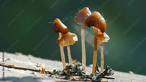 Tiny brown mushroom growing on the logs of trees in the forest in Estonia
