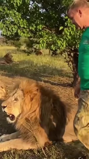 The lion SNAPS! | Lionman