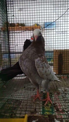 Pigeon Dancing | Fancy Pigeons Breed | For Bird Lovers | World of Love Birds | Amazing Bird Activity