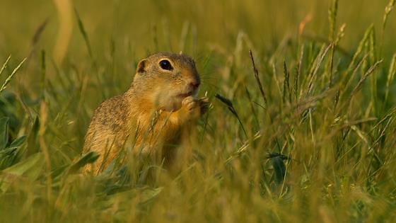Europäischer Ziesel im Gras