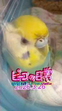 ピーコの日常〜3.26長谷川陽子プレイズ💖バッハ🍀無伴奏チェロ💖第1番🦜✨💖