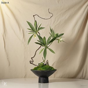 Wabi-sabi Preserved Moss Bonsai: Handmade Floral Arrangement - Etsy