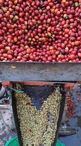 66K views · 804 reactions | Coffee pulping . #coffee #pulping #coffeepulping #mesingilingkopi #mesinkopi #coffeefarming #coffeecultura #reels #populer #soundtren #febinuralam #viral #fyp | Febi Nuralam | Facebook