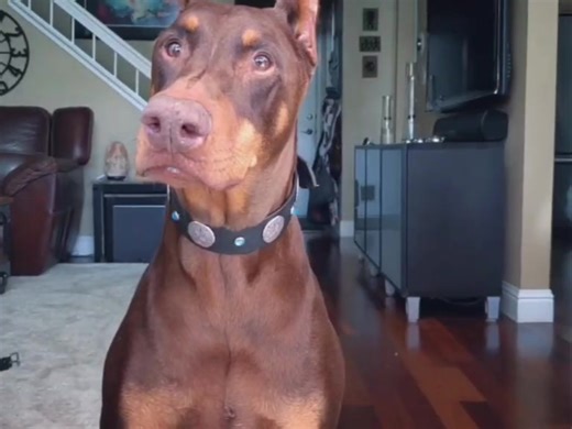 Always let a girl pick out her accessories. #rubydooby_do #doberman #dobermann #dobermanpinscher #foryourpage #fyp