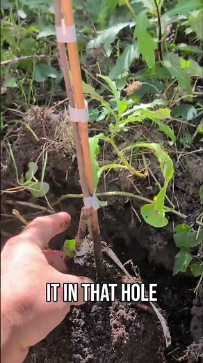 Planting Saskatoon Berry Trees: Simple Guide & Tips