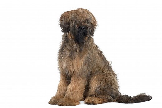 Briard Puppies For Sale In California