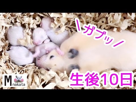 生き残ったハムスターの赤ちゃんの行方!餌を求めて大移動!？生後10日可愛い癒しHamster babies start moving for food! Day 10