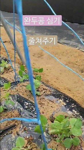 #완두콩심기#완두콩그물망만들기#수제완두콩그물망#텃밭완두콩심기#농업초보들의작품#강화도채여사#핑크농막