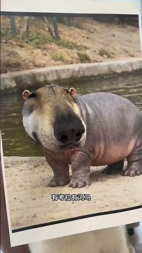 Cute Zoo Animals: Discover the Cutest Pets