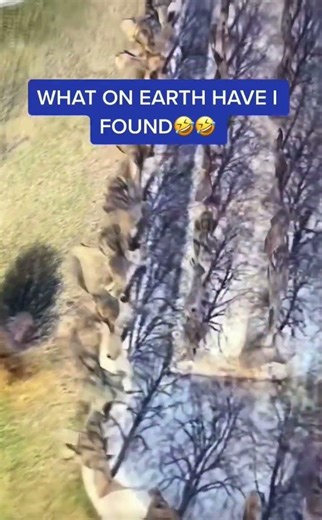 😂 #googleearth #funny #memes