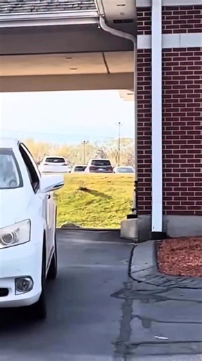 488K views · 18K reactions | Karen ATTACKS me for RECORDING!! #insane #crazy #karen #attack #assault #firstamendment #firstamendmentaudit #rights #knowyourrights #selfdefense #funny #karma #fafo #crime #cops #explore #explorepage #reels #fyp #fypage # | Johnny Medaglia | Facebook