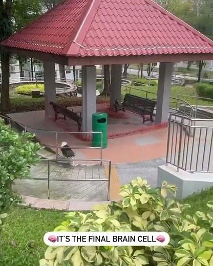 Unleash the Laughter with this Hilarious Husky Video | Funny Huskey Video | Huskey Dog