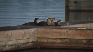 Otters spotted playing in Houston's Buffalo Bayou