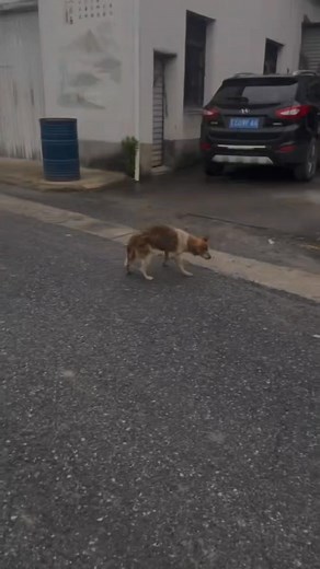 345K views · 10K reactions | The dog in the street very help less condition... | xt.ton 01 | Facebook