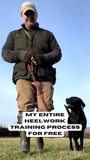 Here’s entire heelwork training process 🆓 That’s 4 week’s of training in under 4 minutes! No lead yanking, no strangling your dog into submission with a slip lead. Instead, changing their motivation to actually want to walk nicely by your side. Layer 1: Lure & walk backwards Layer 2: Walk backwards & reward Layer 3: Walk sideways & reward Layer 4: Pivot to walk forwards & reward This should take you up to 4 weeks, so you will probably want to save this one to refer back. Give it a go and let me