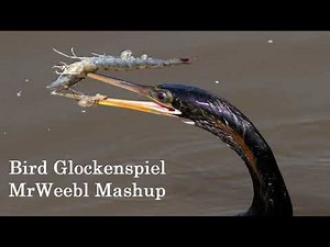 Bird Glockenspiel - MrWeebl Mashup (Bird Song/Shrimp Glockenspiel)