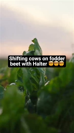 For many dairy farmers across New Zealand & Australia, crops are a lifeline during challenging seasons. Whether it’s winter feed when pasture growth slows or summer crops to fill the feed gap during dry spells, crops play a crucial role in maintaining productivity. ‍But managing crop grazing is complex - it’s labour-intensive, weather-dependent, and if poorly managed can be costly; poor utilisation and damaged soils. That’s where Halter’s virtual fencing technology is changing the game. Farmers 
