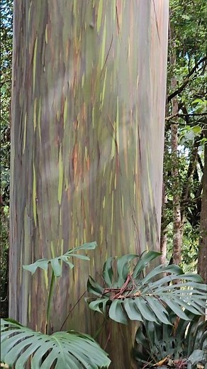 Rainbow Eucalyptus Trees on Maui along the Road to Hana