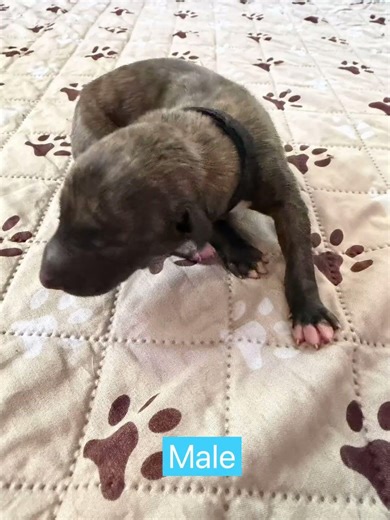 Greyhound uppies born 3/29/26. #shorts #fyp