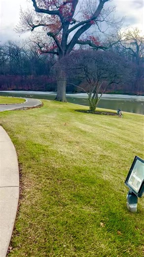 Maintaining a professional image starts from the ground up. Geese can be more than just a nuisance; they’re a liability for high-traffic corporate sites. Ellie provides a sustainable, eco-friendly solution to wildlife management that actually works. Watch Ellie handle this morning's sweep with precision and grace. Visit our website www.rmgoosechasing.net to see how we can help your facility stay pristine and geese free. #propertymanagement #GooseDog #australianshepherd #CanadaGeese #goosecontrol