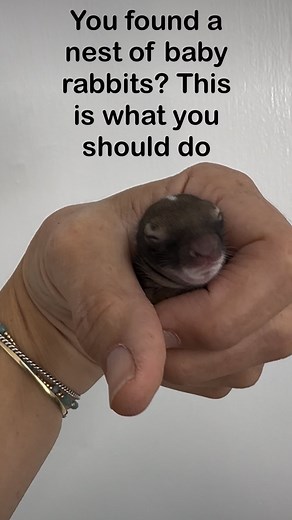 Baby rabbit tutorial - Please Share- We are getting so many wildlife calls, many are about baby eastern cottontails, most of which don’t need our help. Cottontail rabbits nest from March through September and have as many as four litters per year. Young rabbits leave the nest at 15-20 days old. By three weeks of age, they are on their own and no longer need their mothers care. Even though they look small, they are not orphans and do not need any human intervention. How do you know when a rabbit 