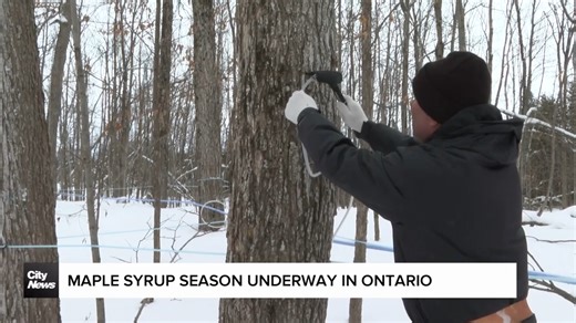 Maple Syrup Season Starts in Ontario