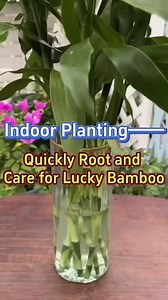 105K views · 1K reactions | Quickly Root and Care for Lucky Bamboo. #indoorgarden #luckybamboo #plantcare #gardening #indoorplants #caretips #gardentips #homegarden #houseplants #planttips #greenplants | Indoor Planting Tips and Garden | Facebook