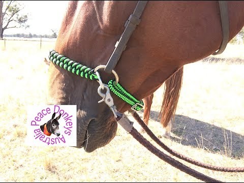 How to convert a leather bridle to a bitless side-pull bridle