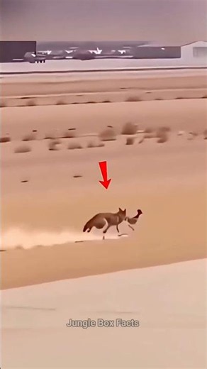 Fastest Bird in the World - Road Runner Facts #wildlife