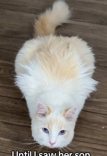 Meet the Surprisingly Big Ragdoll Cat
