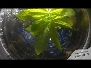 underwater weed, Aquaponics Cannabis growing inside a fish tank 2