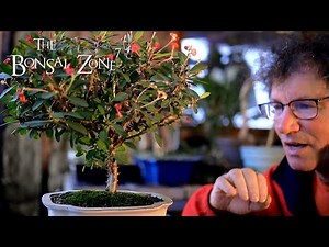 Pruning My Crown of Thorns Bonsai, The Bonsai Zone, Dec 2020