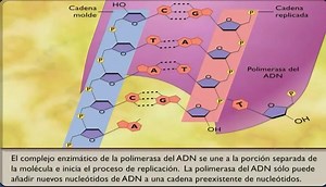 33K views · 743 reactions | Replicación del ADN❗ Editorial McGraw-Hill | Instituto de Biotecnología - UANL | Facebook