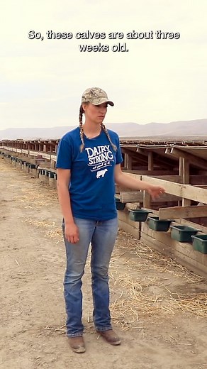 Adorable 3-Week-Old Calves Getting Fed | Farm Life