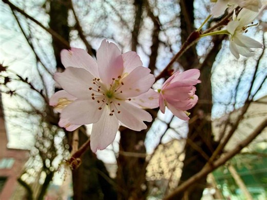 Photos: Early signs of spring, mild winter temps remain around Portland