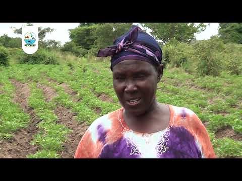 Sweet Potato Farming In Uganda - NARO