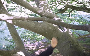 我试用了一个星期Garuda Linux