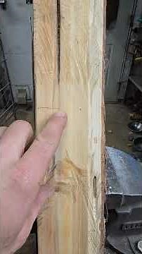 Extremely old tamarack tree growth rings